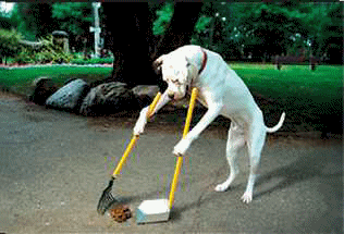 les chiens travail bien que les hommes